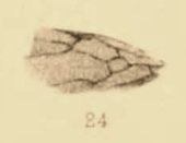 Formica arcana
(1890 illustration) Formica arcana 1890 pl3 Fig24.png