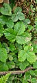 Fragaria vesca Fresa Silvestre Autor: Daniel Eijo Cisneros