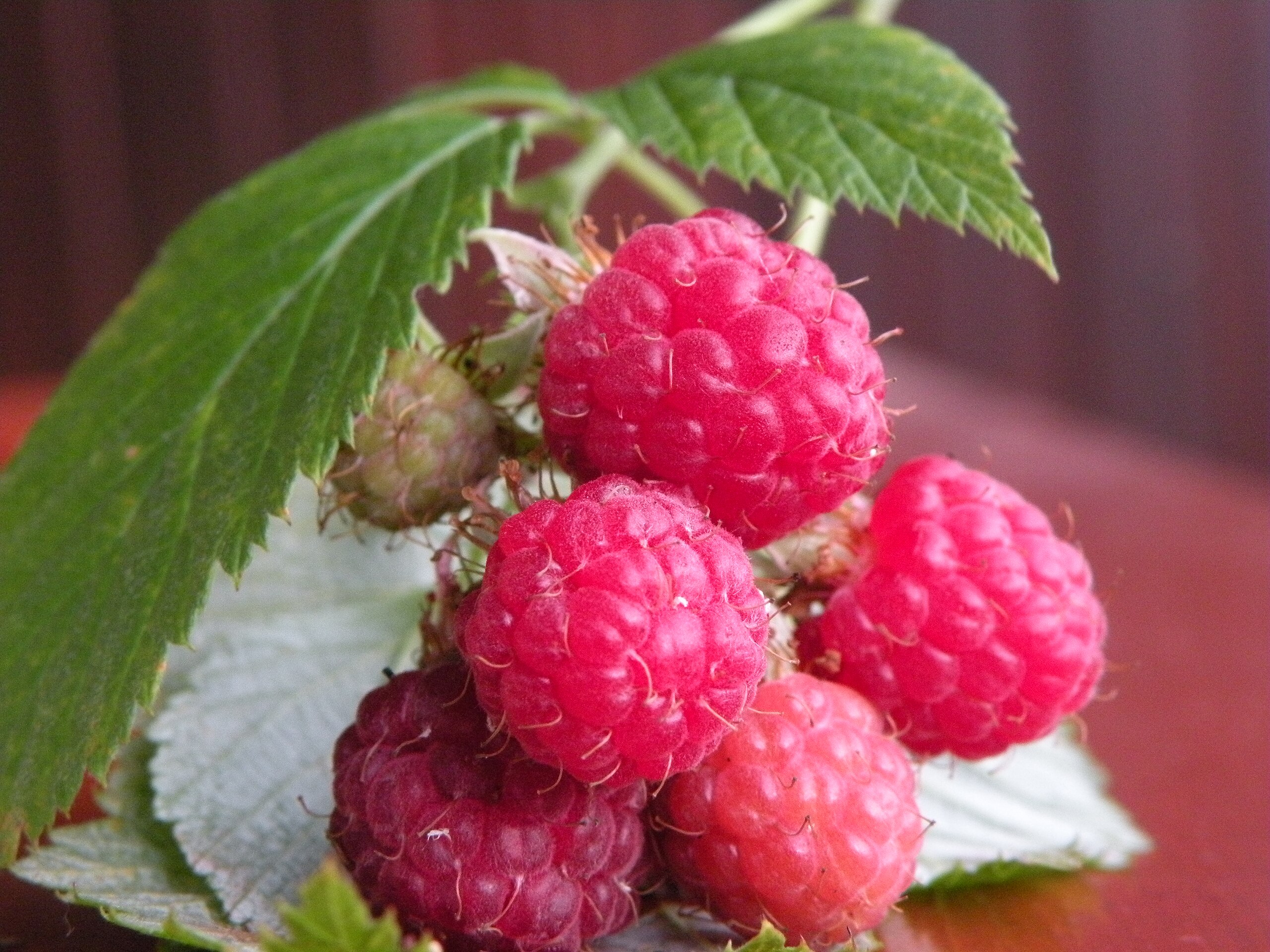 Framboise — Wikipédia