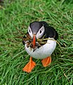 * Nomination Atlantic puffin (Fratercula arctica) in a colony in Bakkagerði, Iceland --Jakubhal 03:46, 5 August 2024 (UTC) * Promotion  Support Good quality. --Plozessor 03:56, 5 August 2024 (UTC)