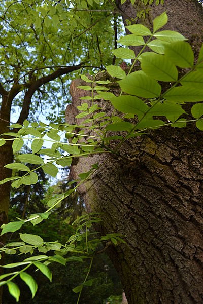 File:Fraxinus excelsior - City Park in Lučenec (3).jpg