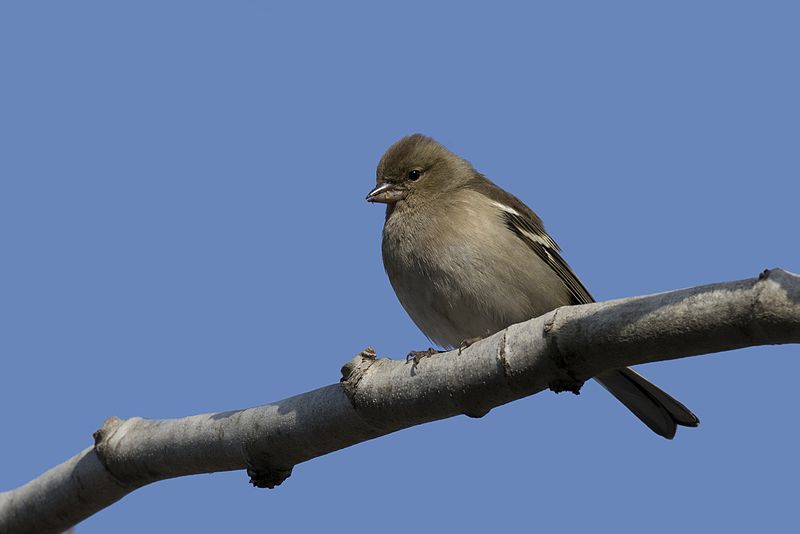 File:Fringilla coelebs syriaca - Syrian Chaffinch (female), Adana 2016-12-25 01-1.jpg