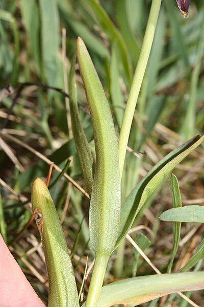 File:Fritillaria affinis 6611.JPG