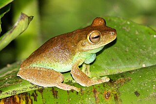 Palmar tree frog Species of amphibian