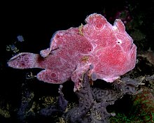 Frogfish ocellated.jpg