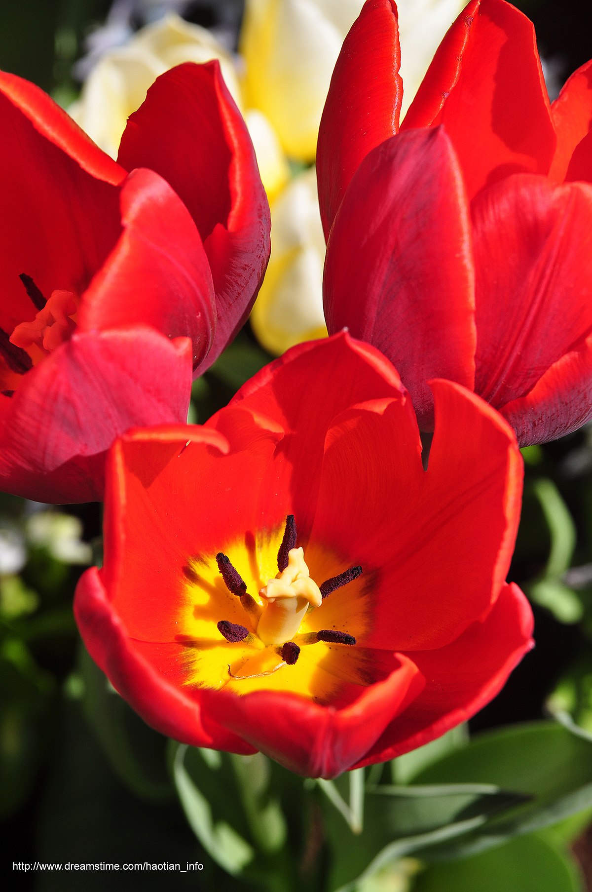 File:Full bloom fiery tulips - panoramio.jpg - Wikimedia Commons