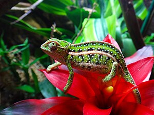 Furcifer campani, hembra