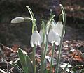 Galanthus nivalis ENBLA05.JPG