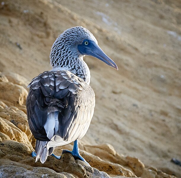 File:Galapagos (32407935307).jpg