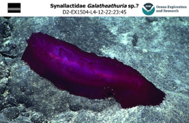 Possible Galatheathuria sp. : les synallactidées sont des holothuries abyssales.