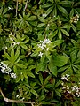 Galium odoratum