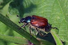 Taman chafer kumbang (Phyllopertha horticola).jpg