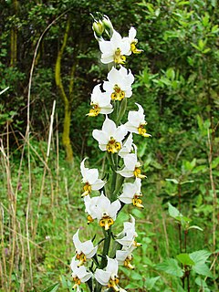 <i>Gavilea</i> Genus of orchids