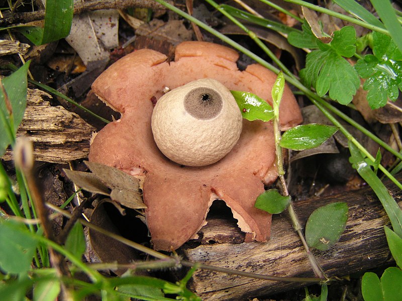 File:Geastrum 20070721.jpg