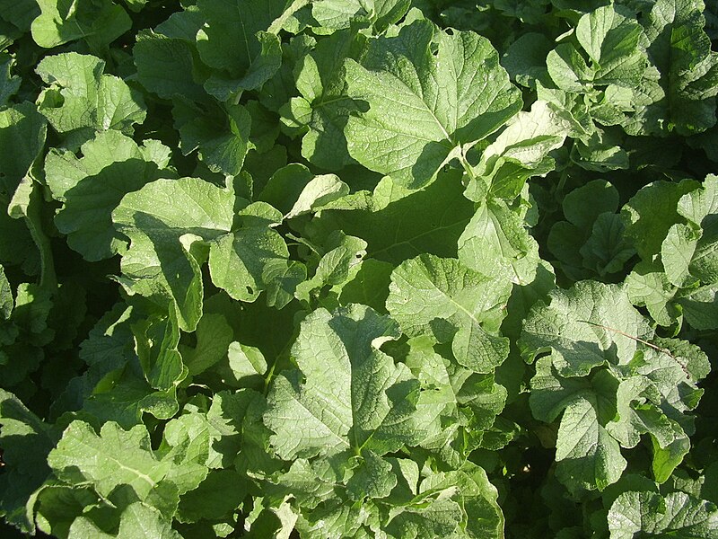 File:Gegeolmu leaves (Korean radish).jpg