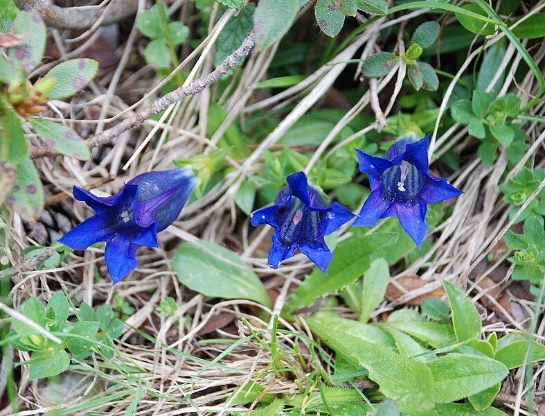 File:Gentiana clusii - Robanov kot.jpg