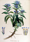 Gentiana cruciata — Flora Batava — Volume v15.jpg