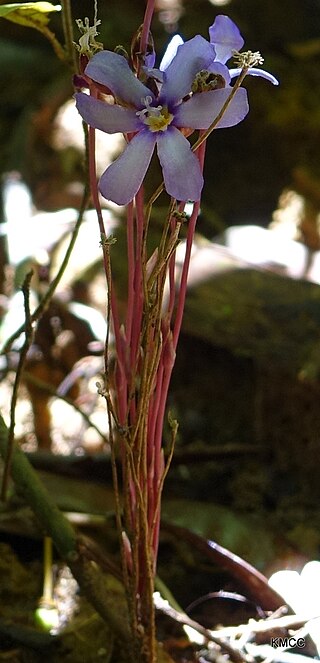 <i>Geosiris aphylla</i> Species of flowering plant