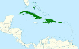 Cubaanse kwartelduif