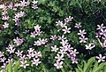 Geranium asphodeloides