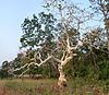 Sterculia urens