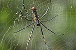 Thumbnail for Nephila