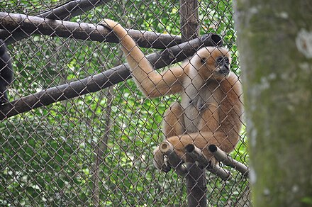 Gibbon blanc