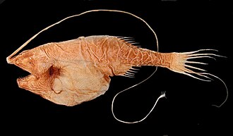 Gigantactis is a deep-sea fish with a dorsal fin whose first filament has become very long and is tipped with a bioluminescent photophore lure. Gigantactis.jpg