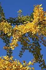 Thumbnail for File:Gingko biloba branches and yellow leaves up against blue sky - 2018-10-10.jpg