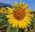 * Nomination Sunflower with bees--Anna.Massini 07:18, 24 July 2023 (UTC) * Promotion Quality is fine but there is no single category --Poco a poco 08:49, 24 July 2023 (UTC) DoneSorry, I added now.Anna.Massini 09:16, 24 July 2023 (UTC)Anna.Massini  Support Good quality. --Poco a poco 09:00, 25 July 2023 (UTC)