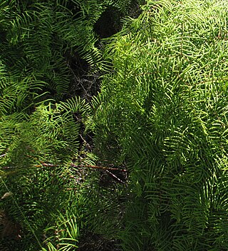 <i>Gleichenia</i> Genus of ferns