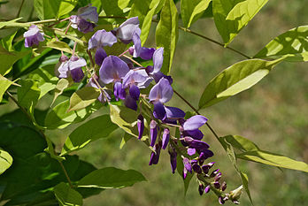 Grappe de glycine (Wisteria sinensis). (définition réelle 3 872 × 2 592)