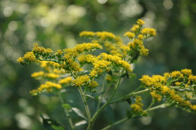 File:Goldenrod growing in Perry County, PA.jpg