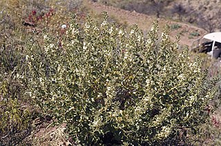 <i>Goodenia chambersii</i> Species of plant