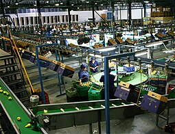 Workers packing pears for export in a packing house in the Ceres valley. Graaff Fruit-Ceres packing.jpg