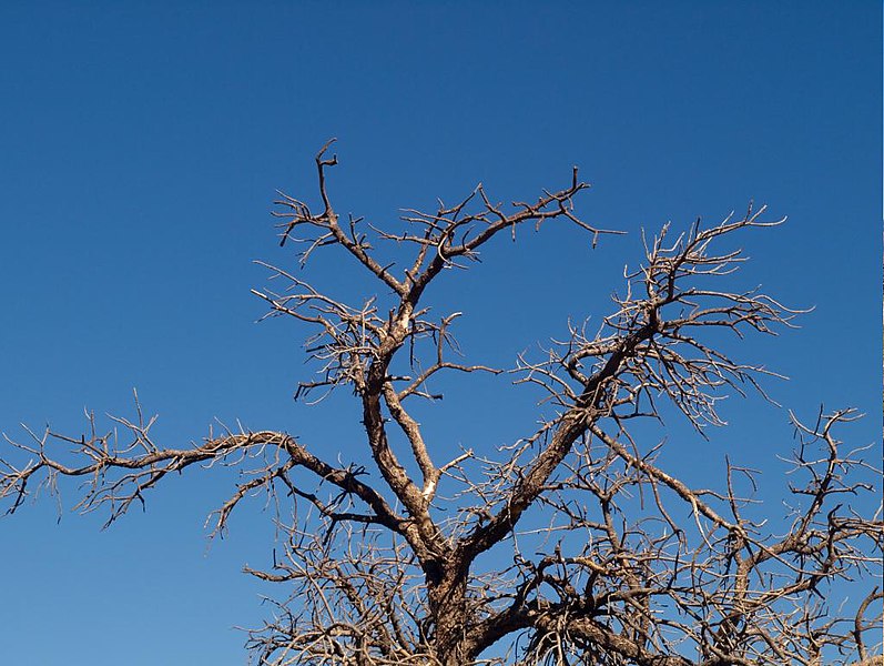 File:Grand Canyon, October 2008 (2984855913).jpg