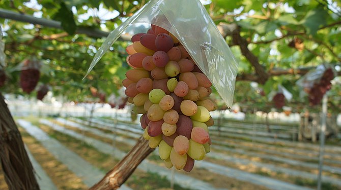 grapes