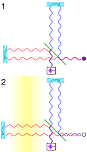 Simplified operation of a gravitational wave observatory
Figure 1: A beamsplitter (green line) splits coherent light (from the white box) into two beams which reflect off the mirrors (cyan oblongs); only one outgoing and reflected beam in each arm is shown, and separated for clarity. The reflected beams recombine and an interference pattern is detected (purple circle).
Figure 2: A gravitational wave passing over the left arm (yellow) changes its length and thus the interference pattern. Gravitational wave observatory principle.svg