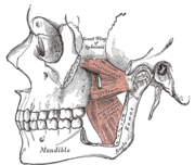 condylar process of mandible