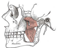 The medial and lateral pterygoid muscles; the zygomatic arch and a portion of the ramus of the mandible have been removed Gray383.png