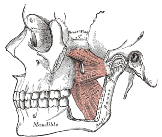 Pterygomandibular space