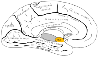 <span class="mw-page-title-main">Uncus</span> Structure in the brain