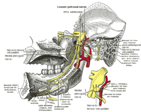 جزء الفك السفلي من العصب الثلاثي التوائم يظهر في الوسط (صورة مكبرة للعقدة الأذنية