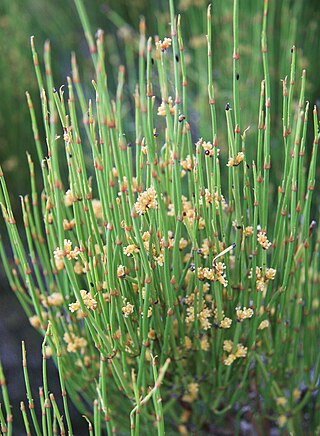 <i>Ephedra</i> (plant) Genus of gymnosperms in the family Ephedraceae