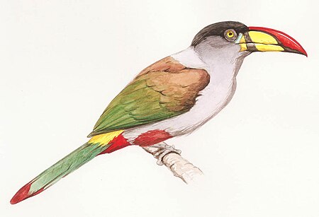 Grey-breasted Mountain Toucan.jpg