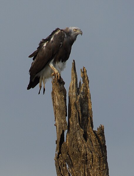 File:Grey-headed-fish-eagle.jpg