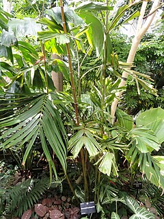 <i>Hydriastele</i> Genus of palms