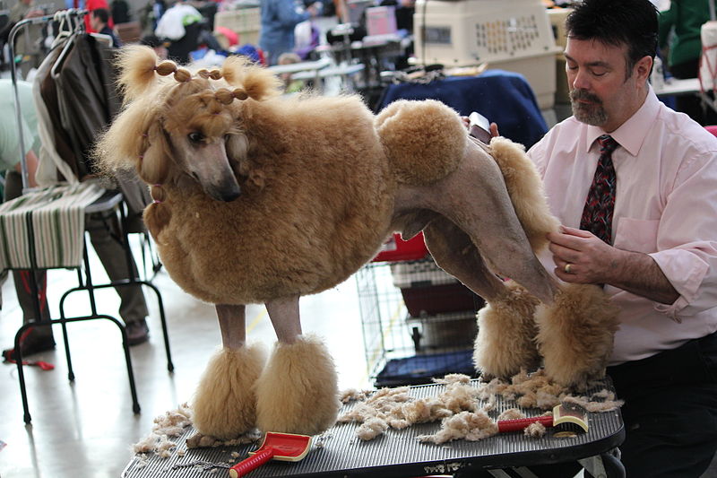 File:Grooming Poodle.jpg