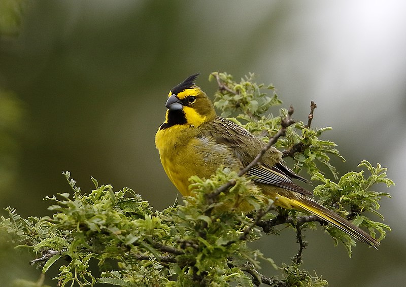 File:Gubernatrix cristata - Yellow cardinal (male); Iberá marshes, Corrientes, Argentina.jpg