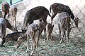 Guindy national park Deer.jpg